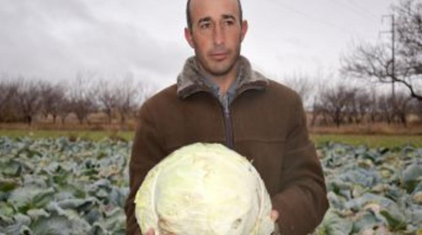 &Ccedil;ift&ccedil;inin Emeği Tarlada Kaldı