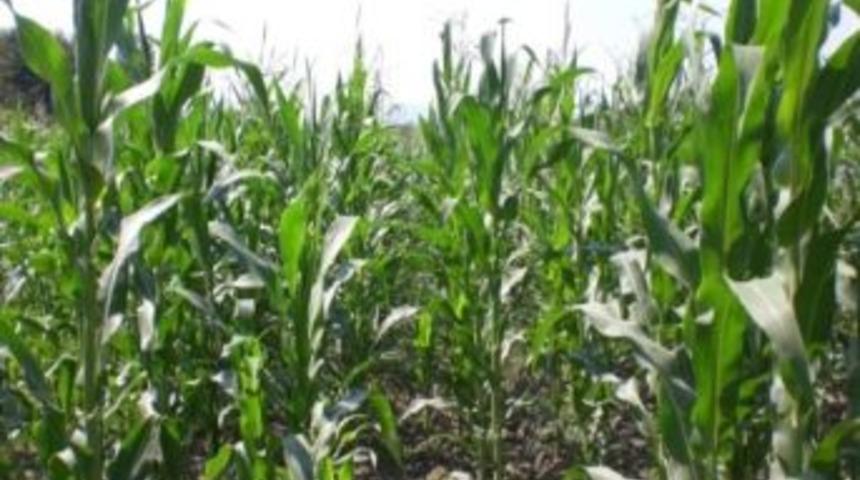 Dalaman&rsquo;da 2012 Yem Bitkileri Destekleme Listeleri &Ccedil;ıkarıldı