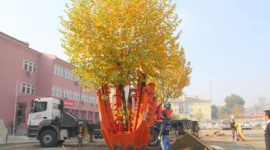 Osmancık Belediyesinin Ağa&ccedil; Hassasiyeti