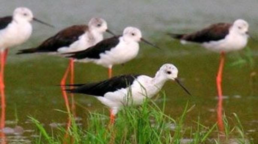 Doğasever işe kuşlardan başladı