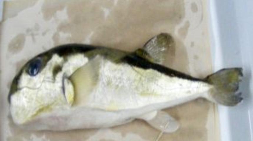 &Ouml;ld&uuml;r&uuml;c&uuml; Etkisi Olan Balon Balığının Zehri Kanserle M&uuml;cadelede Kullanılıyor