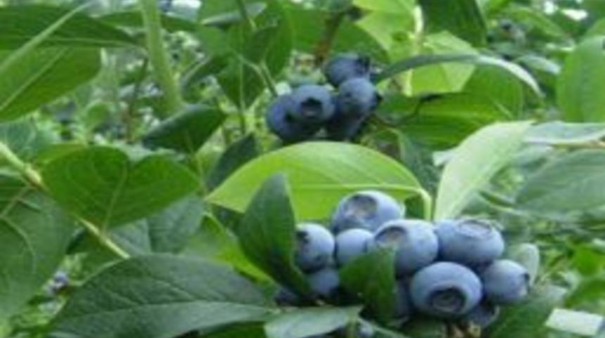 RTE&Uuml; Ile OGM, Maviyemiş Protokol&uuml; Imzaladı