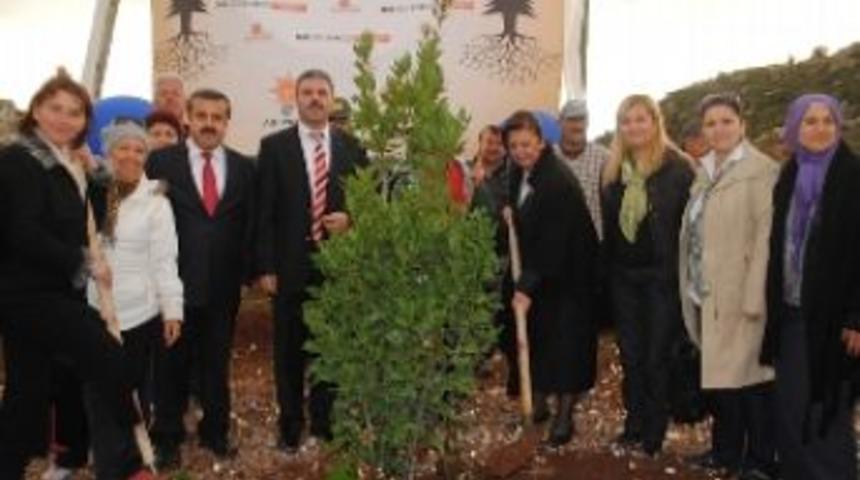 Ak Kadınlar Ormanı