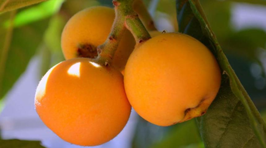 Malta eriğinin ger&ccedil;ek vatanı ve faydaları