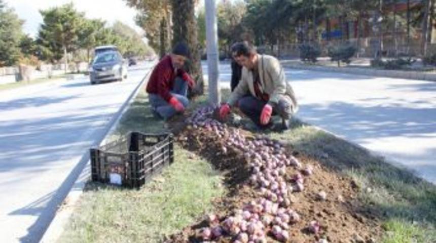 Elazığ, 400 Bin &Ccedil;i&ccedil;ekle Renklenecek