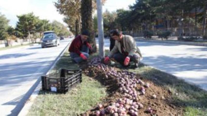 Belediye 400 Bin &Ccedil;i&ccedil;ek Dikimi Yaptı