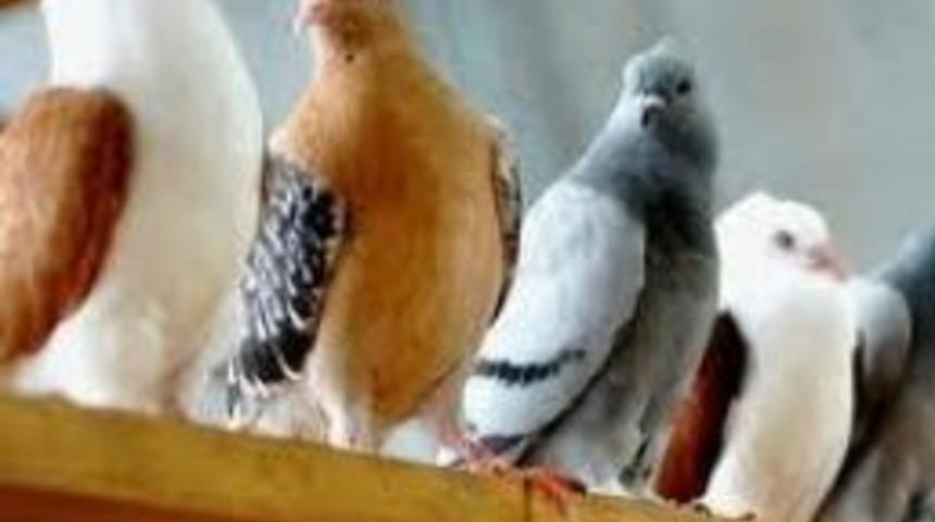 Urfa'da 110 G&uuml;vercin &Ccedil;alındı