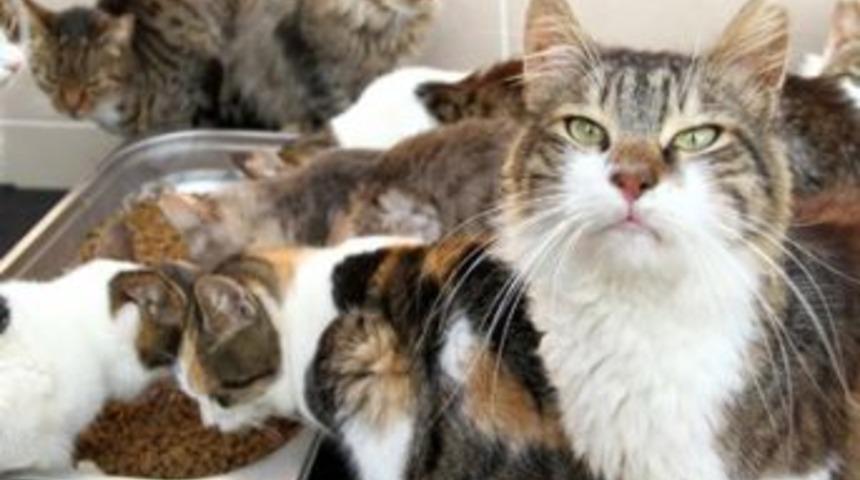 Şimdi tek eksikleri sıcak bir yuva