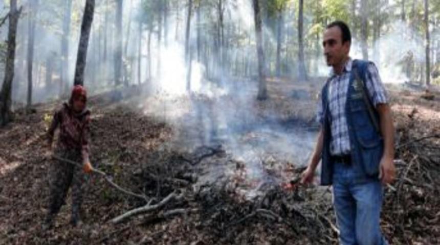 Kayın Ve Meşede Doğal Gen&ccedil;leştirme &Ccedil;alışmaları Tamamlandı