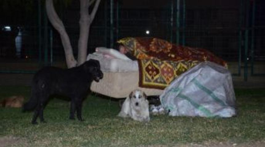 Evsiz Şahsı Uyurken K&ouml;pekleri Koruyor