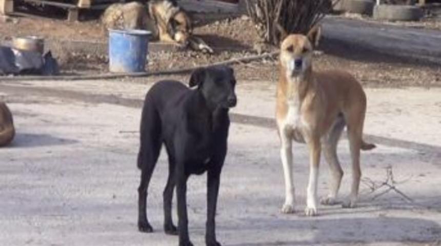 G&ouml;lbaşı'ndaki Hayvan Barınağına G&uuml;nl&uuml;k 1.5 Ton Ekmek