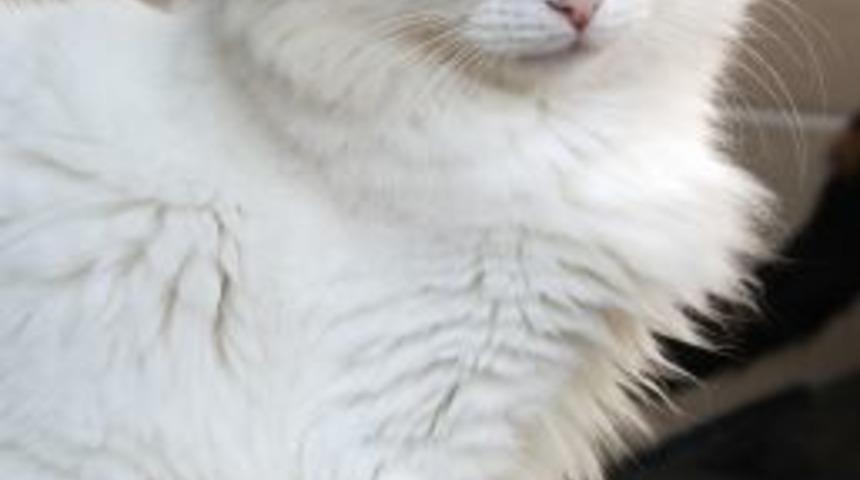 Başakşehir Belediyesi, Sahip &Ccedil;ıktığı Kedilere Yuva Arıyor