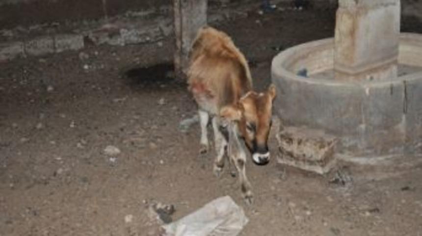 Siirt'te Başıboş Hayvanlar Toplanıyor