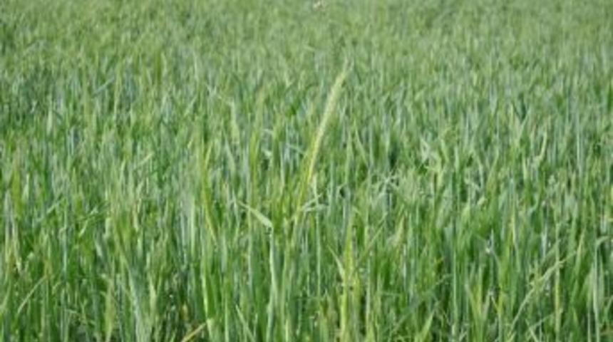 S&ouml;ke'de Yağmur Sevinci