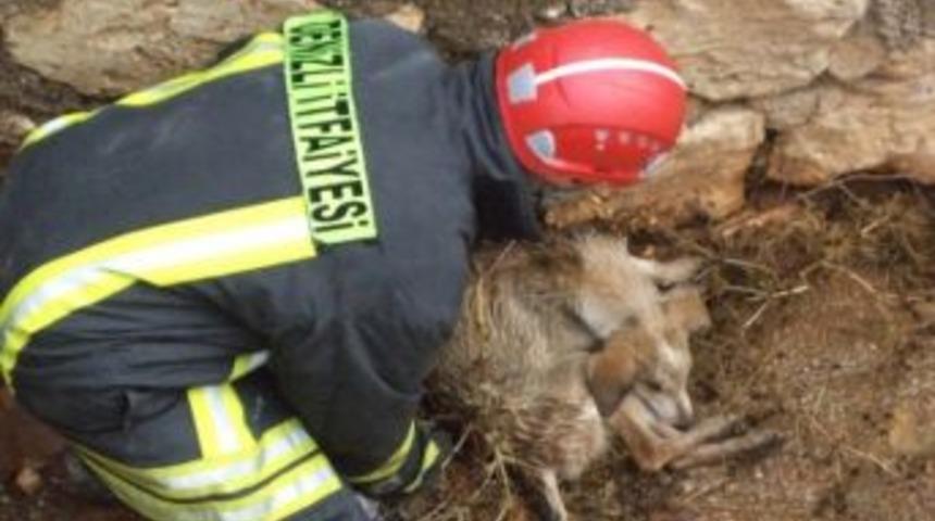 Yaralı K&ouml;peği İtfaiye Kurtardı