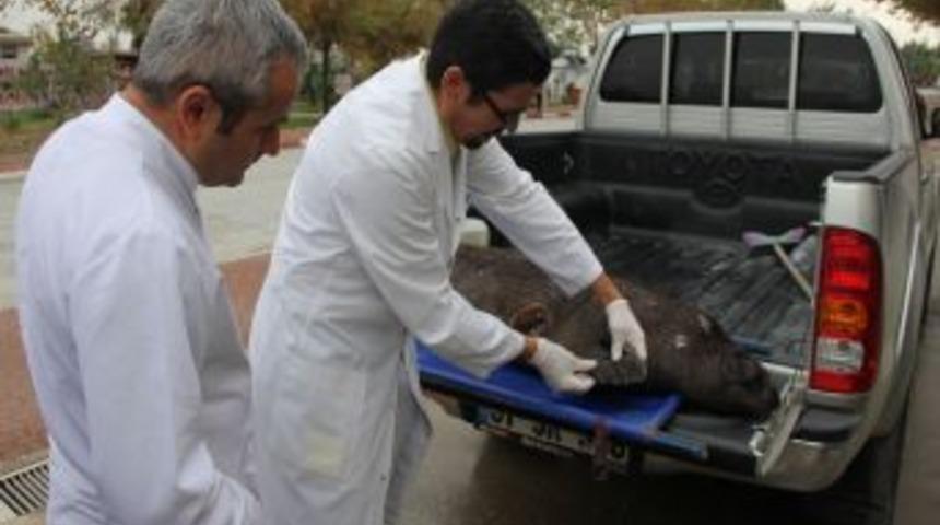 Hatay'da &Ouml;l&uuml; Akdeniz Foku Bulundu