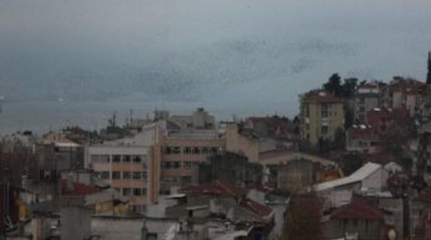 Sığırcıkların Alacakaranlık Dansı