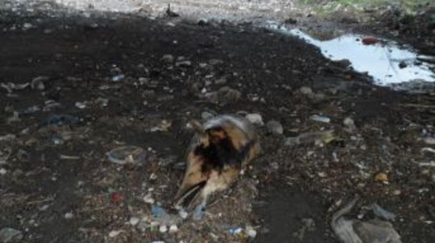 &Ouml;l&uuml; Yunus Sahile Vurdu