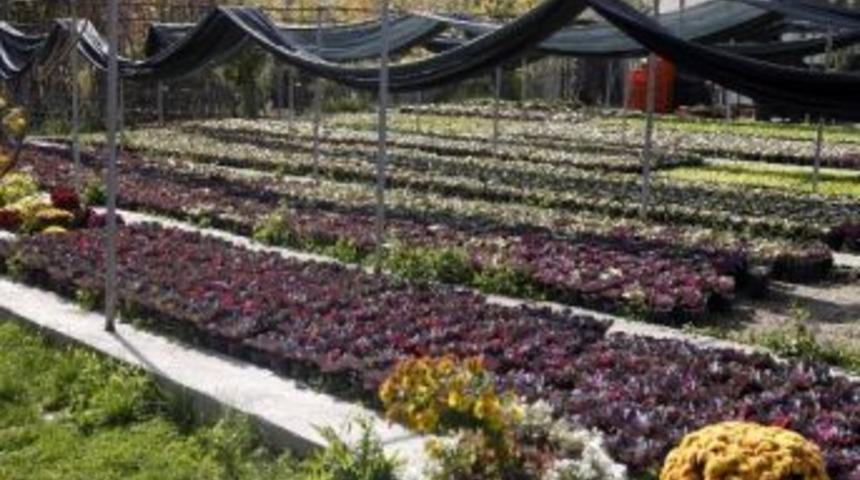 Yenimahalle&rsquo;de 1 Milyon &Ccedil;i&ccedil;ek Dağıtılacak