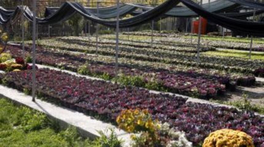 Yenimahalle Belediyesi, Vatandaşa 1 Milyon &Ccedil;i&ccedil;ek Dağıtacak