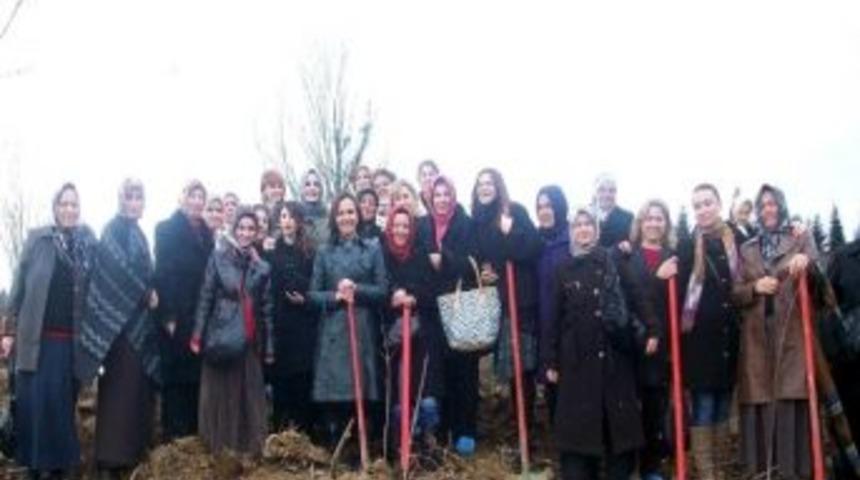 Ak Parti'li Bayanlar Fidan Dikti