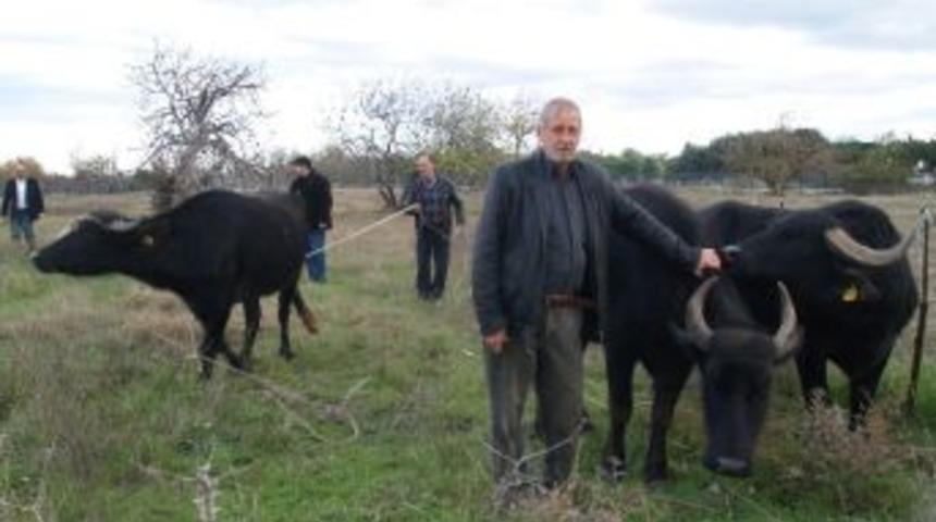 Manda Besleme Hayali 60 Yıl Sonra Ger&ccedil;ek Oldu