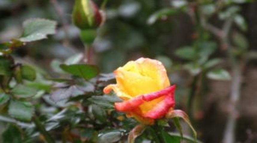 Araban&rsquo;da Ayında A&ccedil;an G&uuml;ller Kartpostallık Manzaralar Oluşturuyor