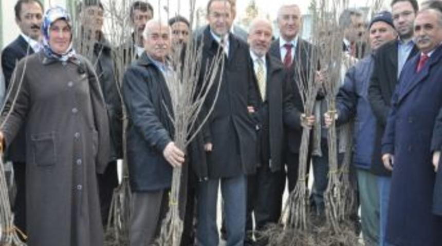 Karaman&rsquo;da &Ccedil;ift&ccedil;ilere 16 Bin Kiraz Fidanı Dağıtıldı