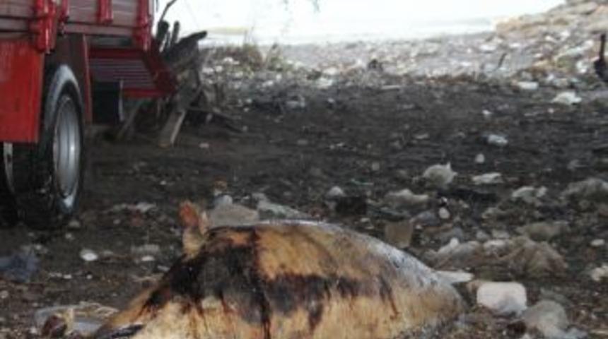 Alaplı'da Kıyıya Vuran &Ouml;l&uuml; Yunus Kaldırılmayı Bekliyor