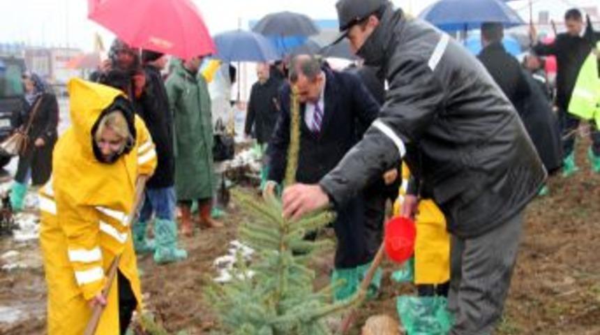 Bolu'da Ak Kadınlar Ormanı Oluşturuldu