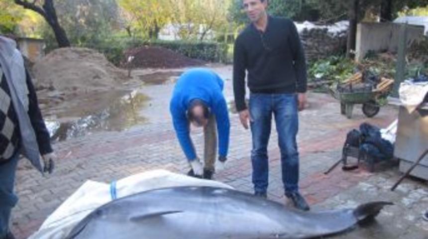 &Ouml;len Yunusun Iskeleti Bilime Hizmet Edecek