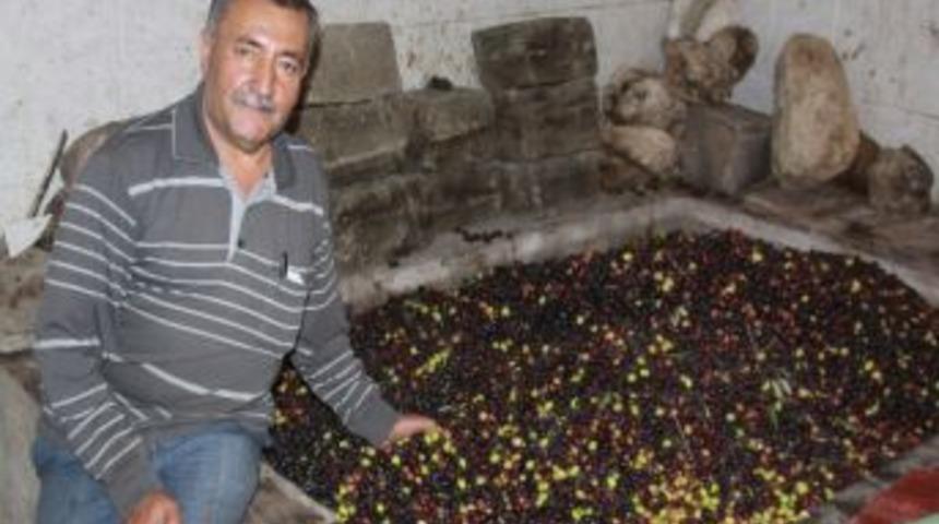 Saruhanlı&rsquo;da Zeytin Hasadı S&uuml;r&uuml;yor