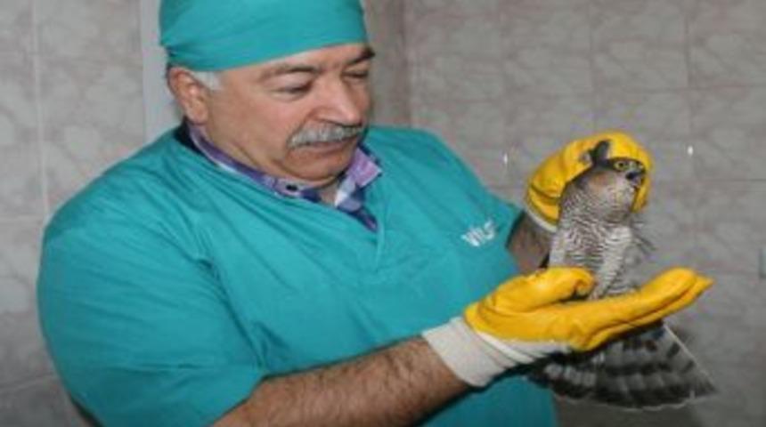 Pencereye &Ccedil;arpan Atmaca Yaralandı