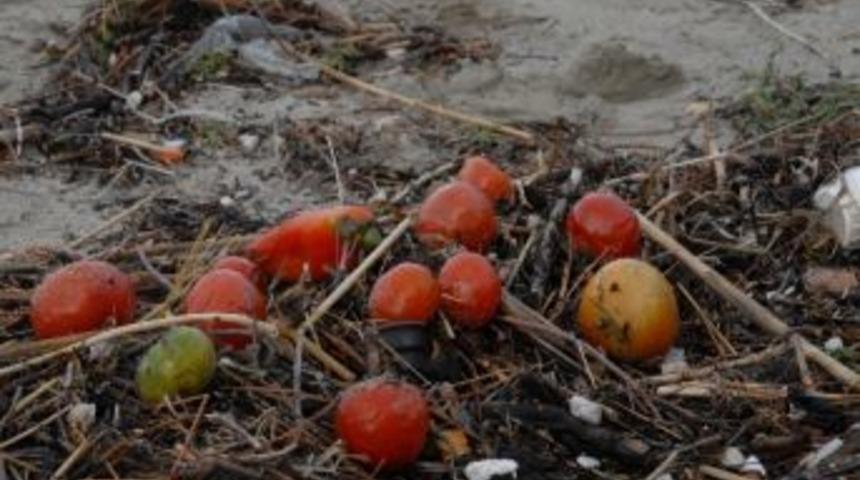 Kumkale Domatesleri G&uuml;zelyalı Plajına Vurdu