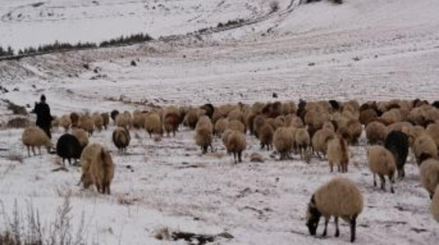 Kıtlık Koyunları Karda Meraya &Ccedil;ıkardı