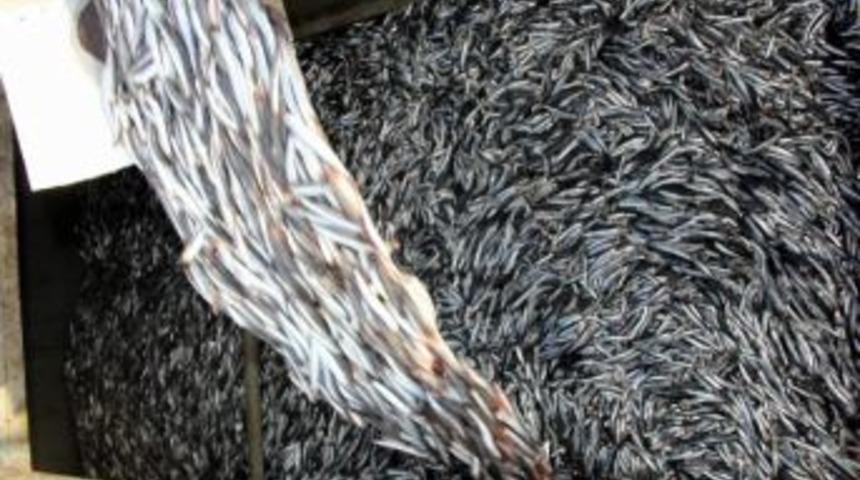 Batı Karadeniz&rsquo;de Hamsi Bereketi