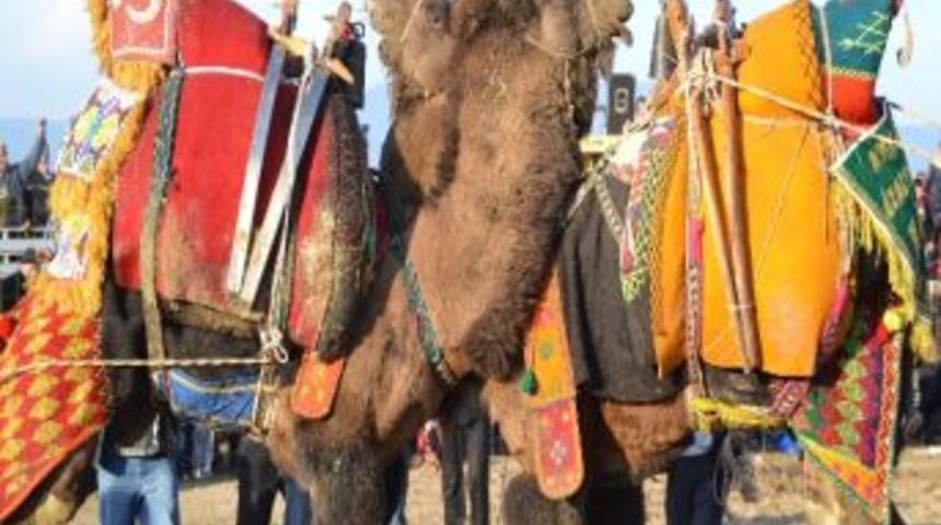 Turgutlu'daki Deve G&uuml;reşlerine İlgi B&uuml;y&uuml;k Oldu