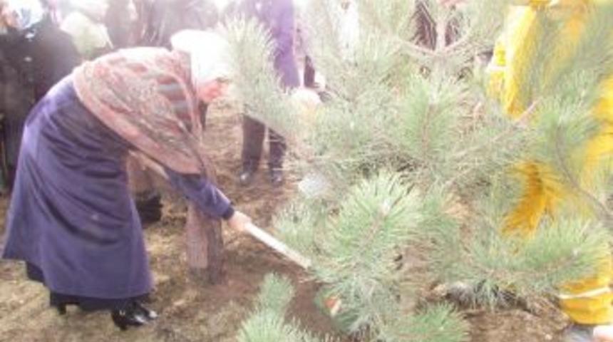 Kastamonu'da &ldquo;ak Kadınlar Ormanı&rdquo; Fidanlığı Oluşturuldu