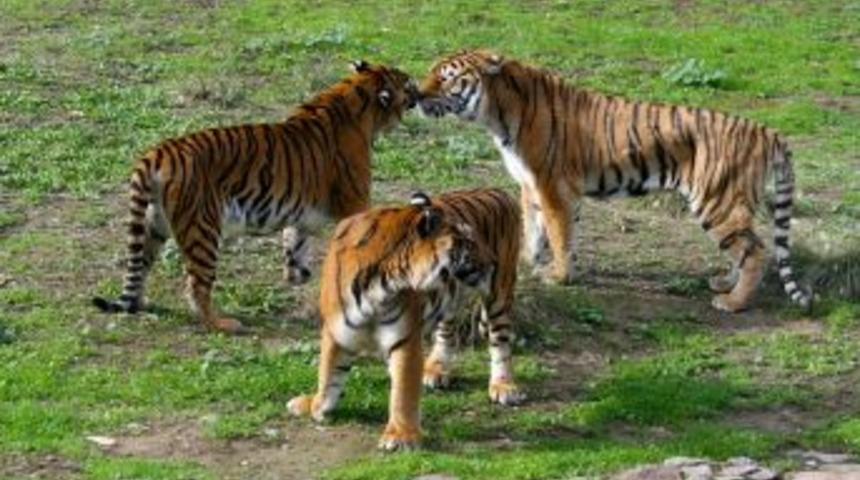 Adaptasyonunu Tamamlayan Oscar, Luna Ve İmbat'la Buluştu