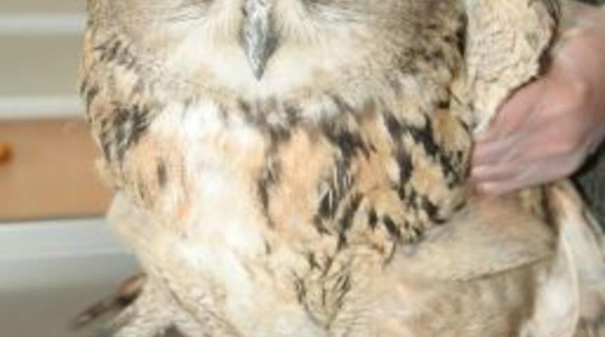 Yaralı Baykuş Tedavi Ediliyor