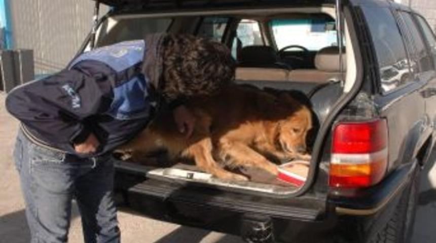 L&uuml;ks Cip&rsquo;te Uyuşturucu Operasyonu