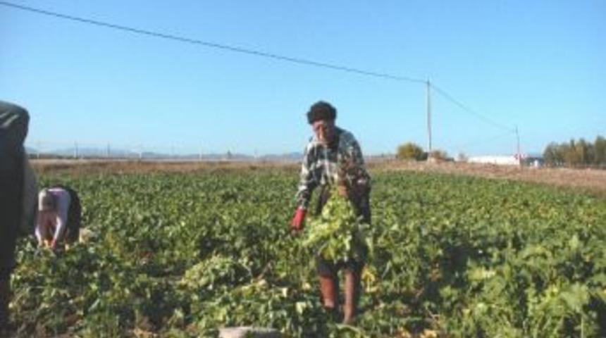 Turp Sezonu Başladı