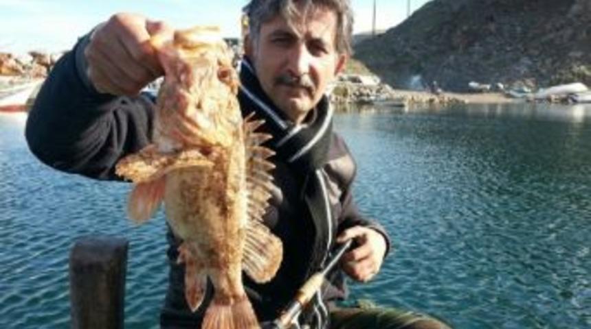 Kaymakam İskorpit Balığının En B&uuml;y&uuml;ğ&uuml;n&uuml; Yakaladı