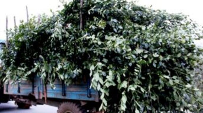 Defne, Define Değerinde