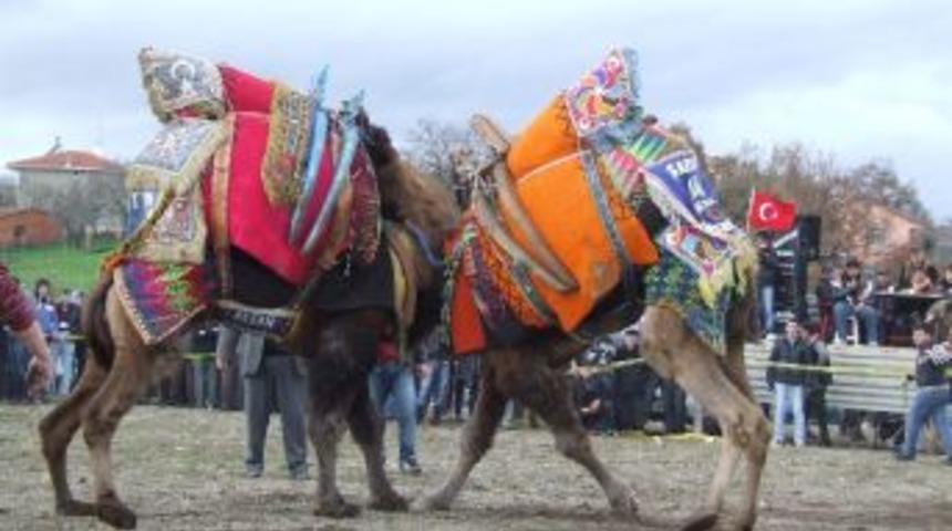 &Ccedil;an Da 6. Geleneksel Deve G&uuml;reşleri Festivali