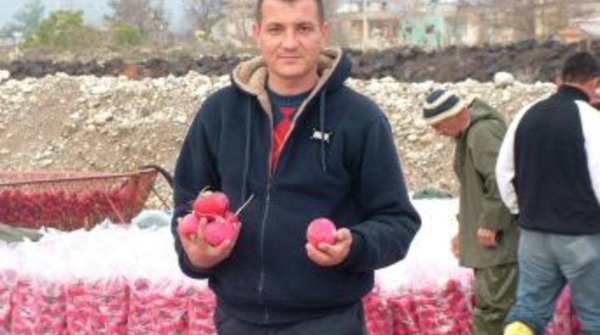 Kadirli'de Turp Sezonu Başladı