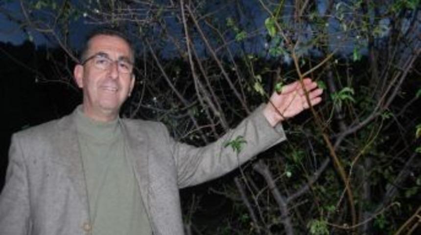 Mevsimleri Şaşıran Erik Ağacı Aralık Ayında Meyve Verdi