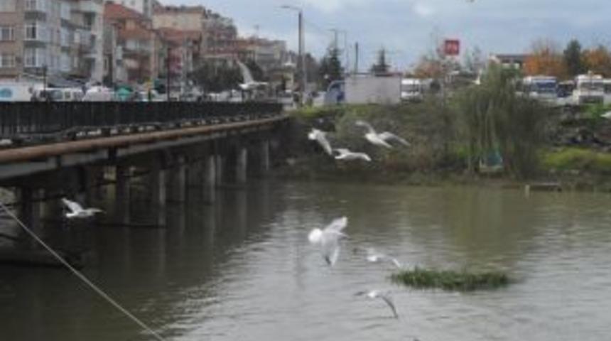 Alaplı &ccedil;ayında timsah var mı?