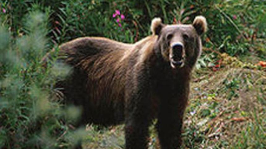 &Ccedil;anakkale'de ayı bir kişiyi yaraladı