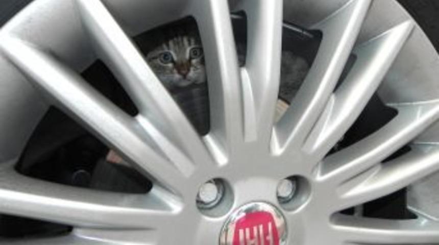 Motor Bloğuna Giren Kedilere Karşı S&uuml;r&uuml;c&uuml;lere Uyarı
